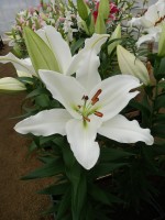 [4280 Severn Mak No202.JPG]